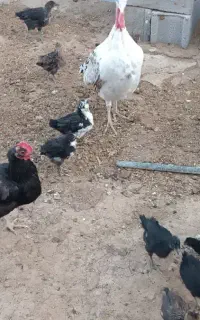 جوجه مرغ دورگه گلین