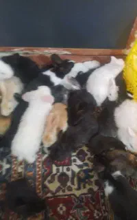 فروش انواع خرگوش محلی درجه