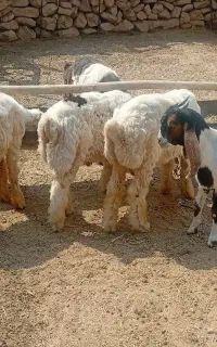 فروش کهره بره
