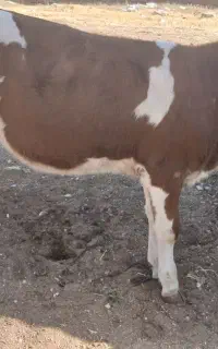 سمنتال ماده