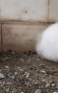 خرگوش باهوش