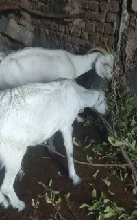 بز شیری
