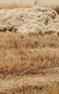 فروش کاه گندم