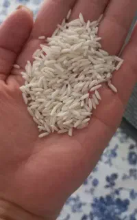 فروش برنج هاشمی