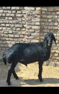 قوچ قره قزل اصل موفر واکسی لخت