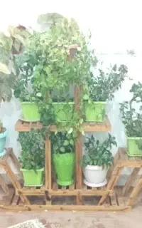 فروش استند چوبی به همراه گلدان ها