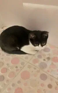 گربه خوشگل و بانمک