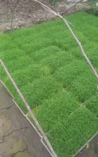 توم بیجار  ۳۹ عدد باکس
