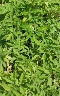 تولکی تماته محلی