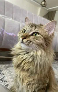 واگذاری گربه