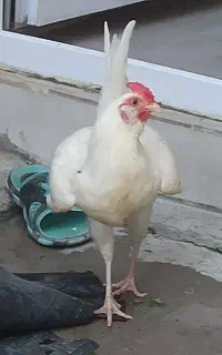 خروس سفید چهل تاج