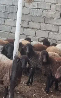 میش