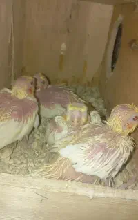 جوجه عروس سرلاکی