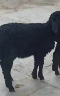 بره ماده افشاری سیاه