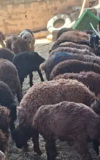 بره نر ریز افشاری
