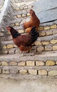سلام تعداتی مرغ تخم گذارو خروس به فروش میرسد