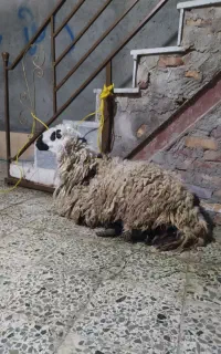 قصاب برای عید