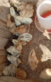 جوجه