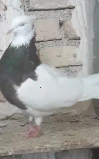کبوتر طوقی گمشده