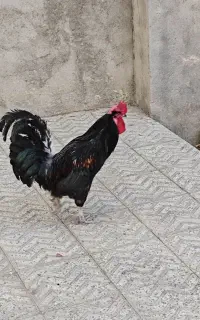 خروس زینتی