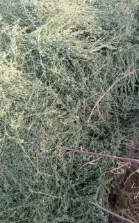 بیده.فروشی.