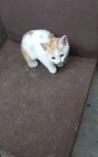 بچه گربه خوشگل با مادر