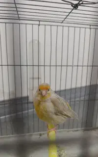 قناری ماده جفت سهره آماده