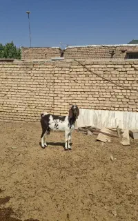 بز دورگ اصل وشیرا
