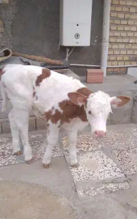 گوساله ماده مونت