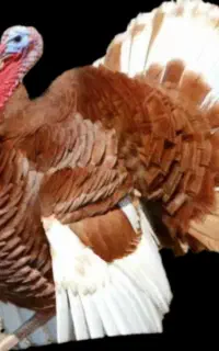 بوقلمون بوربون اصل جوان تخمگذار