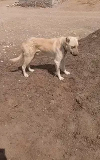سگ .