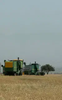 یونجه خرد شده و شلیف گرفته