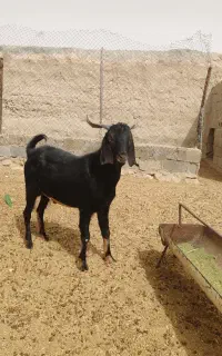 کهره نر