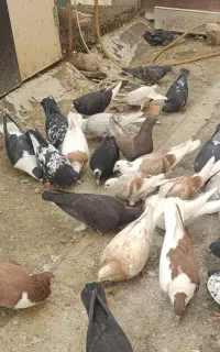 کبوتر شلاقی هوای فروشی