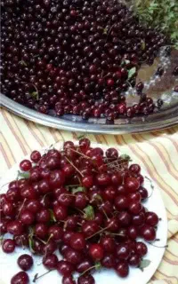 فروش البالوی محلی تازه و تازه بار
