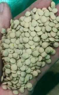 عدس خارجی دانه پهن