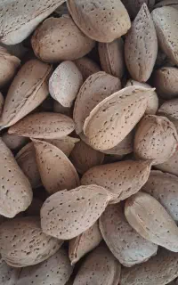 بادام سنگی درجه یک درشت