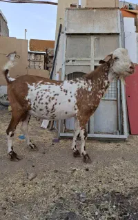 بز،نربز،میش،بره