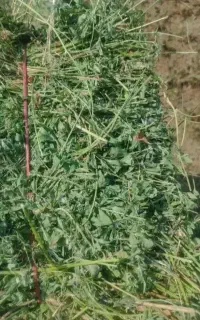 یونجه چین چهارم درجه یک خیلی عالی بود