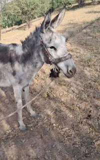 الاغ میش سگ