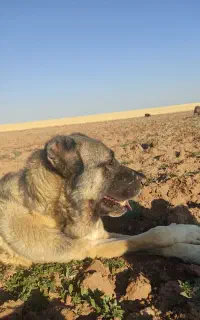 گمشده دو عدد سگ سرابی پدر پسر حوالی اتوبان گم شده