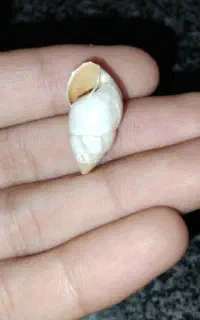 صدف مال خلیج فارس