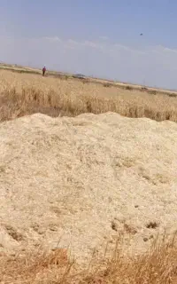 کاه گندم کاهکوب