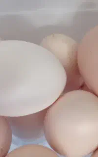 تخم مرغ محلی