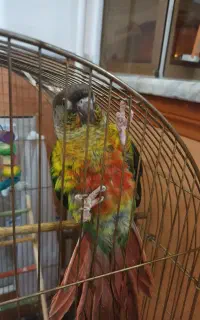 پرنده گرنچیگ