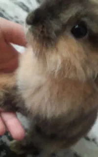 بچه خرگوش لوپ