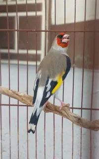 سهره دورگ