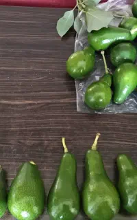 آووکادو بابل میوه و نهال پیوندی و بذری