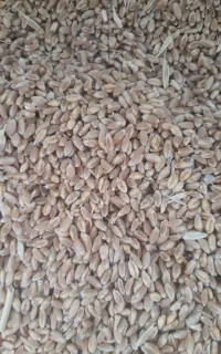 گندم پیشگام
