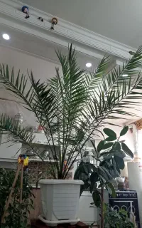 گل بزرگ نخل بیش از۲مترنصف قیمت
